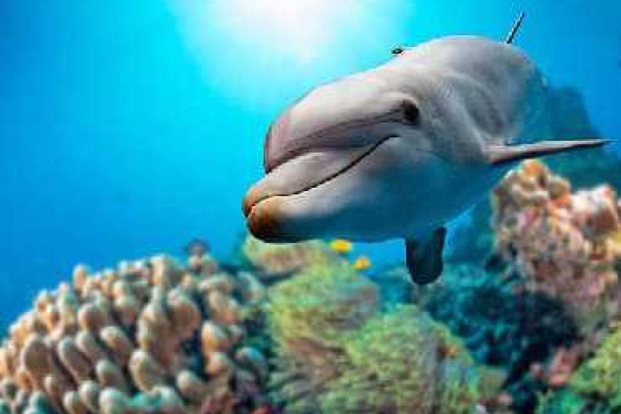 Adventure of Dolphin House